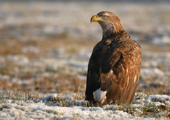 White tailed Eagle (Haliaeetus albicilla)