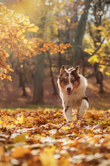 Australian Shepherd puppy in the autumn forest
