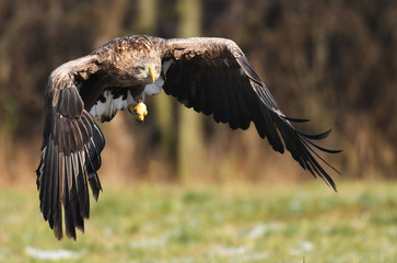 White tailed Eagle (Haliaeetus albicilla)