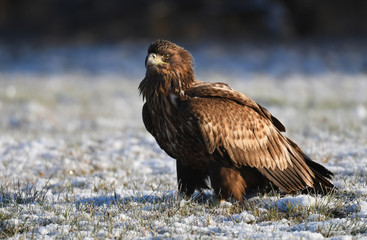 White tailed Eagle (Haliaeetus albicilla)