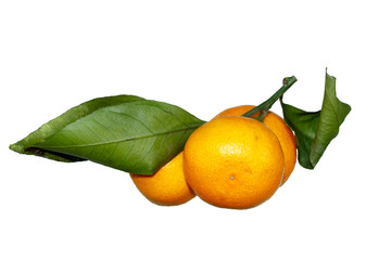 Mandarin with green leaves