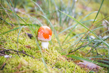  amanita