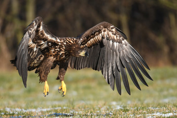 White tailed Eagle (Haliaeetus albicilla)