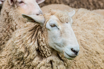 Portrait of a New Zealand Sheep