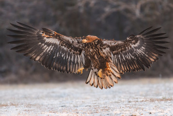 White tailed Eagle (Haliaeetus albicilla)