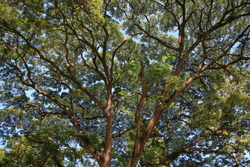 Large tree in the forest