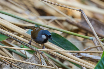 Bird Beautiful black-throated laughingthrush