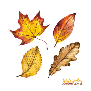 Set of watercolor autumn leaves isolated on white background, red, yellow and orange botanical watercolour autumn leaf maple, elm and oak, hand painted illustration for decoration, invitation, card