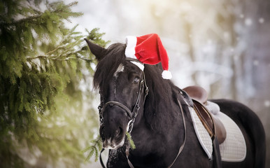 Fototapeta premium Black sports horse horse in a red Santa Claus hat