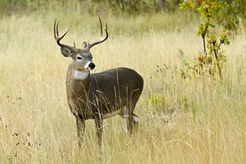 Mule deer buck standing in field