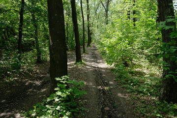 Fototapeta premium forest path in rural forest through the trees
