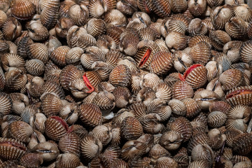 fresh cockles raw seafood ready for cooking