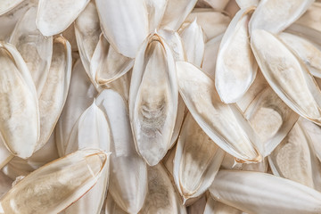  white cuttlefish bone natural calcium.