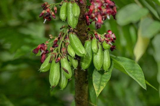 natural green fresh bilimbi fruit flowers plant tree.