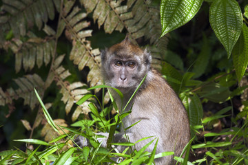 Grey marmoset in the jungle of Sumatra