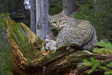 Naklejka premium Wildkatze und Luchs, Nationalpark Bayerischer Wald, Felis Silves