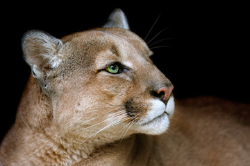 Fototapeta premium Puma portrait with beautiful eyes on black background