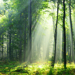 Fototapeta premium Beautiful morning in the forest