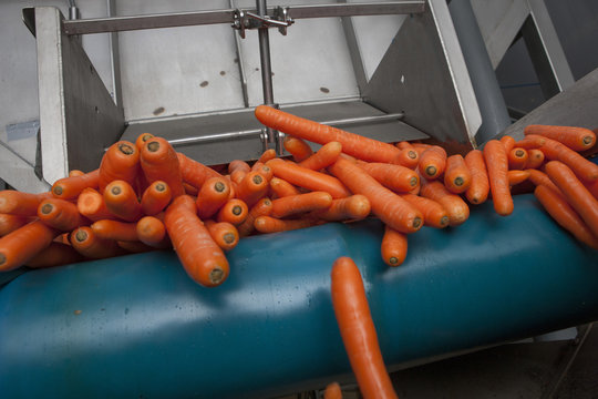 Carrot processing. Carrots on conveyor belt. Food industry.