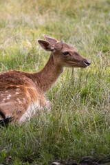 Fallow Deer lying on Meadow, Germany