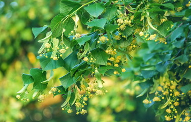 Obraz premium Bloom of the small-leaved lime (Tilia cordata) in the Kyiv city