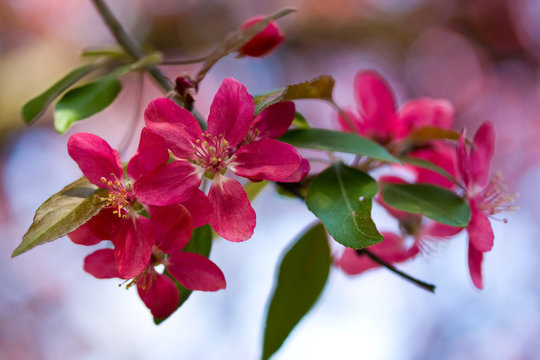 Closeup of a fruit tree blooming