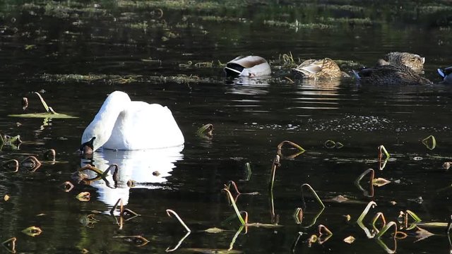 A Mute Swan, Cygnus olor, feeding on Pond