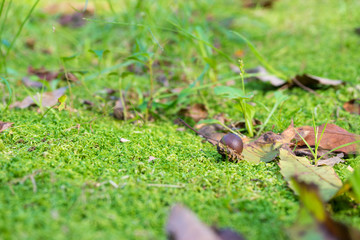Acorn on the moss