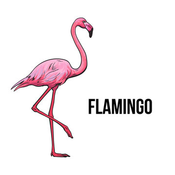 Hand drawn pink flamingo, colorful sketch style vector illustration isolated on white background. Hand drawing of pink flamingo, scientific ornithological illustration