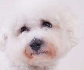 Bichon frise dog looking to the corner of the picture