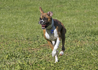 Puppy Boxer Dog running through a grassy field.