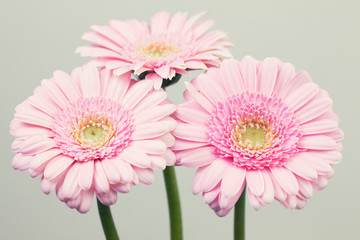 Light pink gerbera flowers
