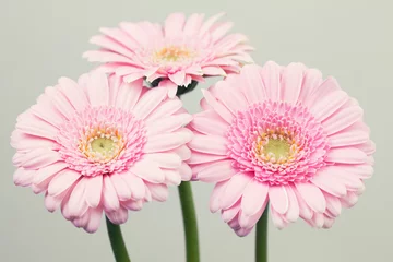 Cercles muraux Gerbera Light pink gerbera flowers