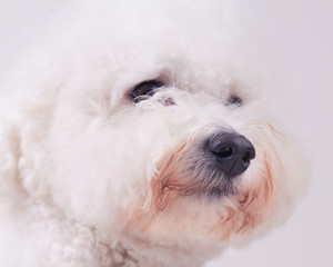 Portrait of a Bichon frise dog with a yellow scarf and things on