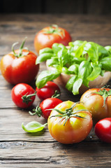 Green basil and red sweet tomato