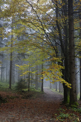 Obraz premium Herbst im Bayerischen Wald