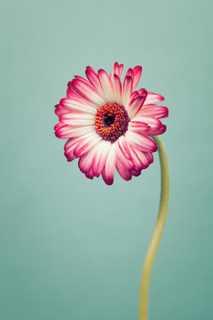 Fototapeta Red gerbera flowers on trendy cool mint background