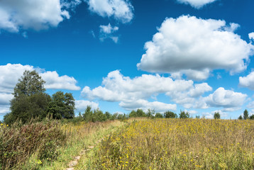 Fototapeta na wymiar Meadow with yellow wildflowers landscape