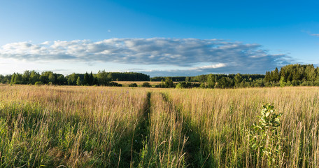 Meadow with grass and wildflowers and country road panoramic lan