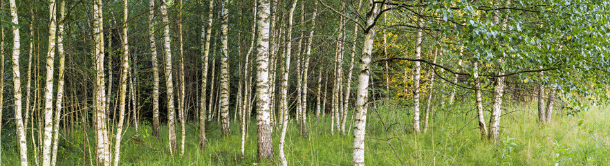 Birch grove panoramic landscape