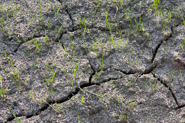 Young green grass sprouts in dry cracked soil
