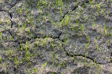 Young green grass sprouts in cracked soil