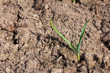 Small young green sprout in brown soil under sunlight