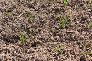 Some of young green sprouts in brown soil