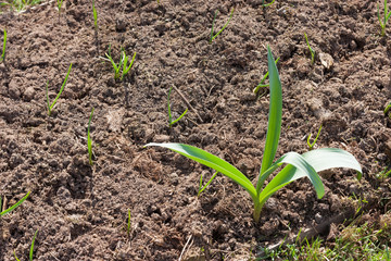 Young green sprout in brown soil under sunlight