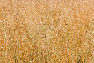 Yellow cereal grass under bright sunlight