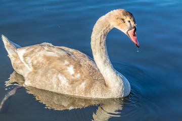 Baby of the swan. Background is Lake Yamanakako.The shooting location is Yamanakako, Japan Yamanashi prefecture.