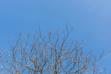 abstract of tree branch under dark blue sky
