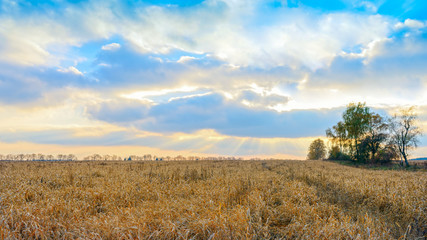 Obraz premium field of oat against cloudy sky at sunset