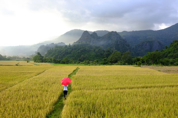 Fototapeta na wymiar A woman with red umbrella standing on the Paddy yellow rice, mountain background